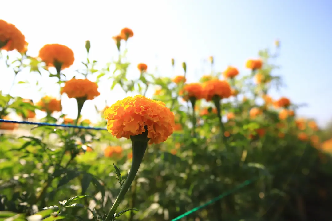 "รามันโมเดล  พลิกนาร้างปลูก ดาวเรือง ส่งขายทั่วยะลา สร้างรายได้เกือบแสน"